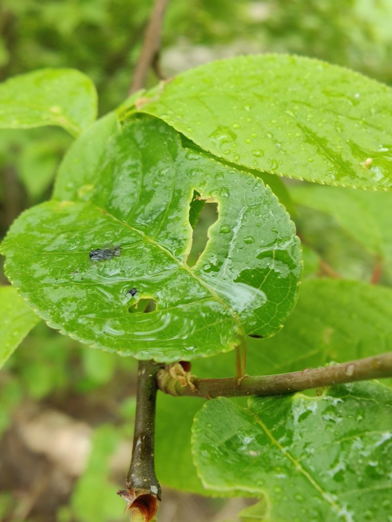 Oppo find x2 Pro green leaf