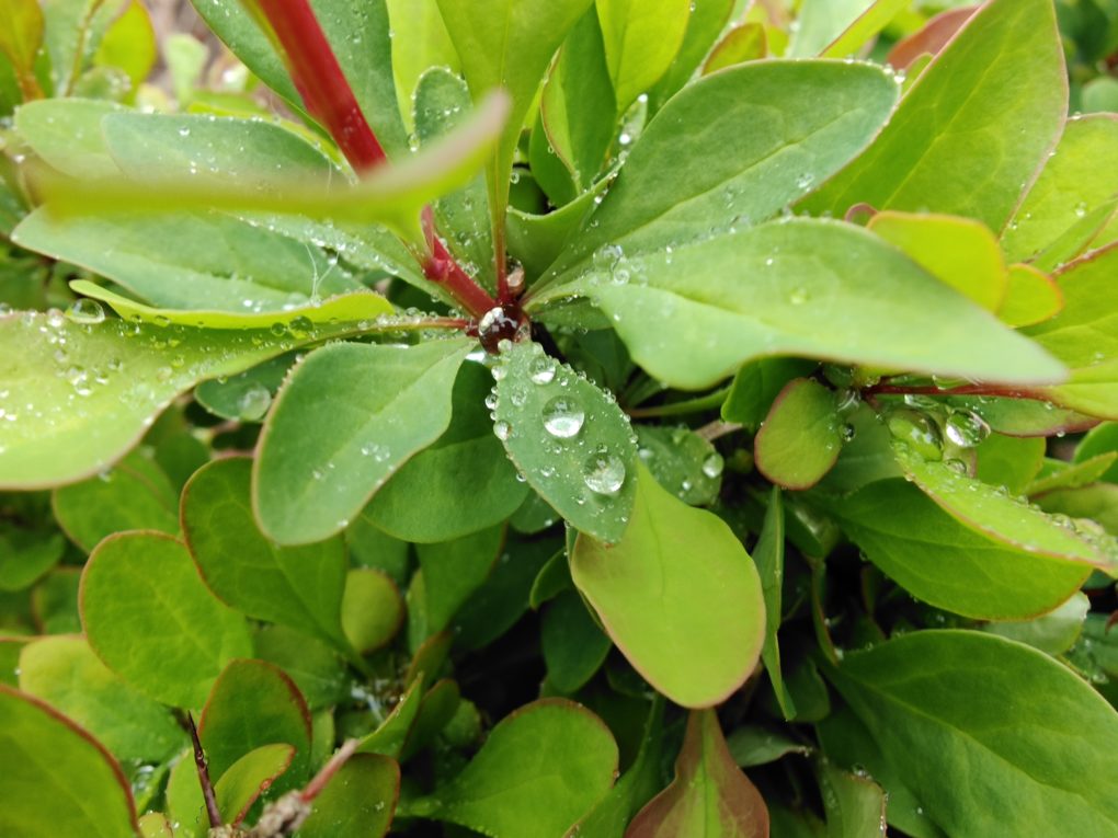 Oppo find x2 Pro water drop 2