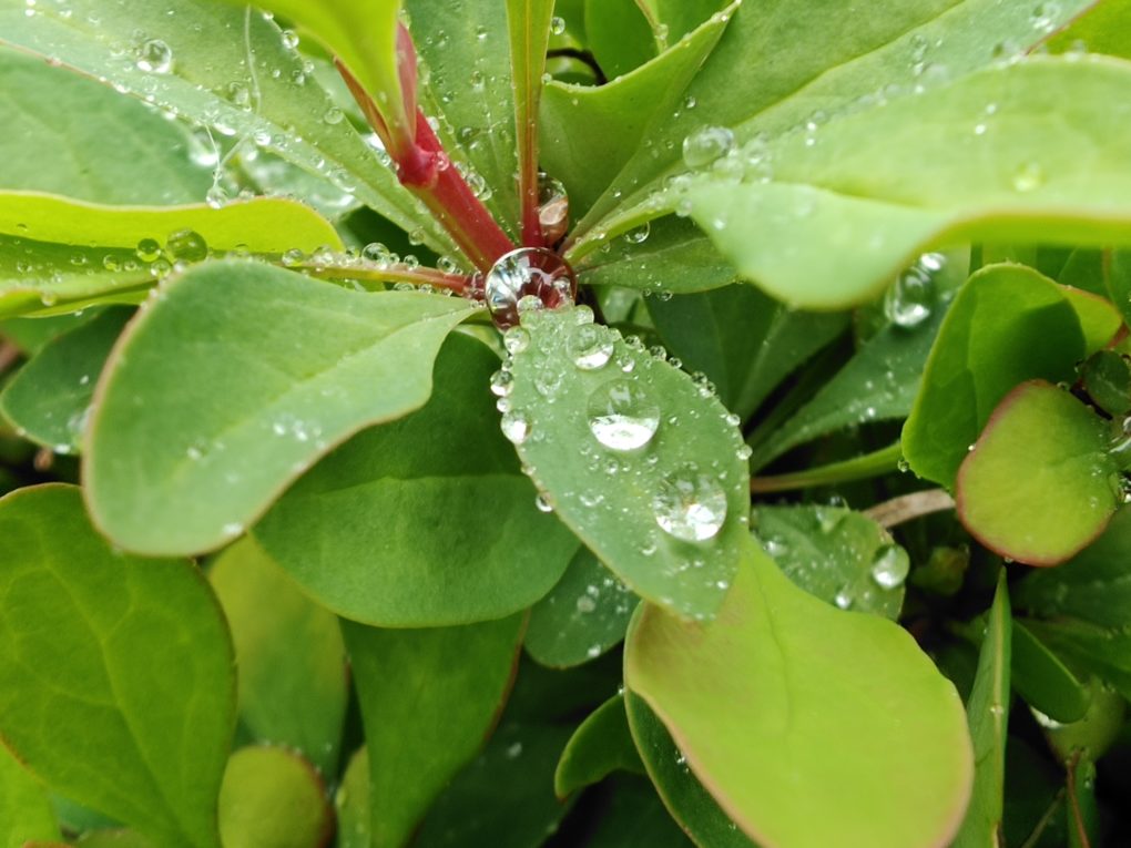 Oppo find x2 Pro water drop 1