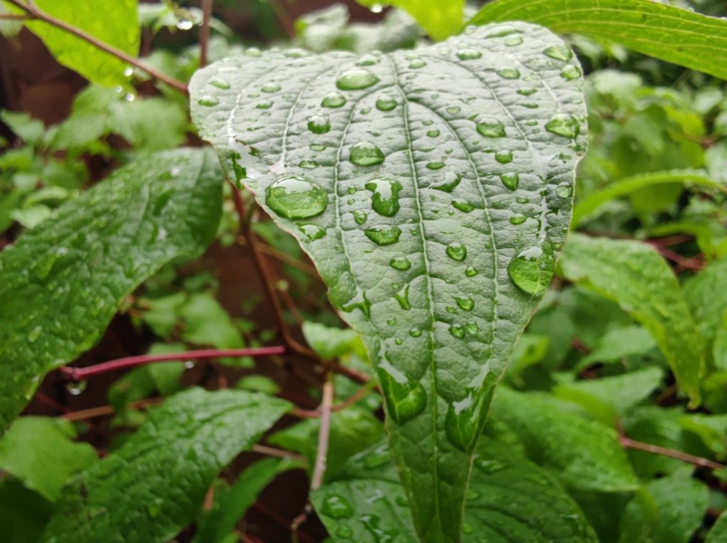 Xiaomi Mi 10 Pro Camera macro 3