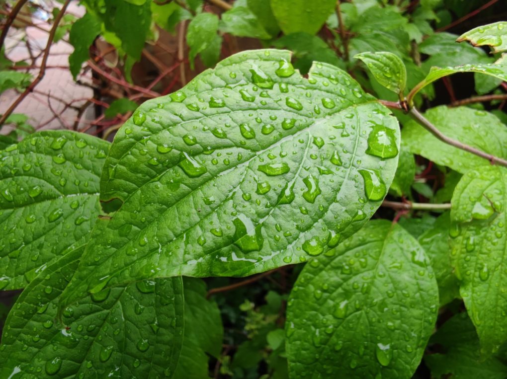 Xiaomi Mi 10 Pro Camera macro 2