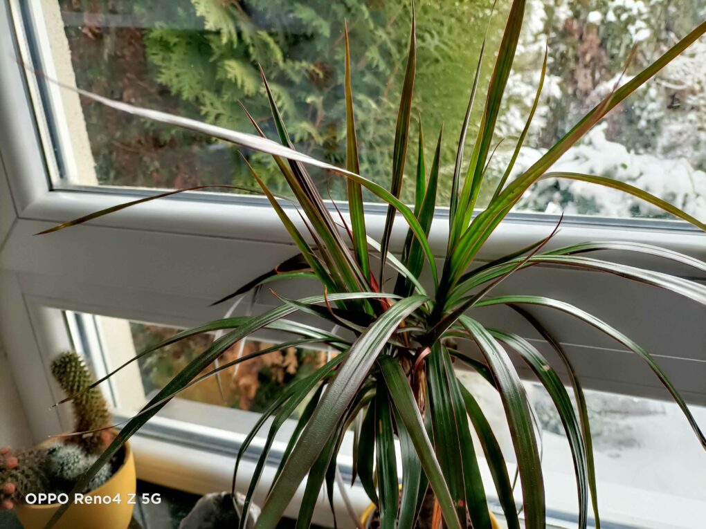 Oppo Reno4 Z 5G test photo