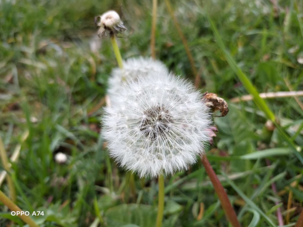 OPPO A74 Testfoto