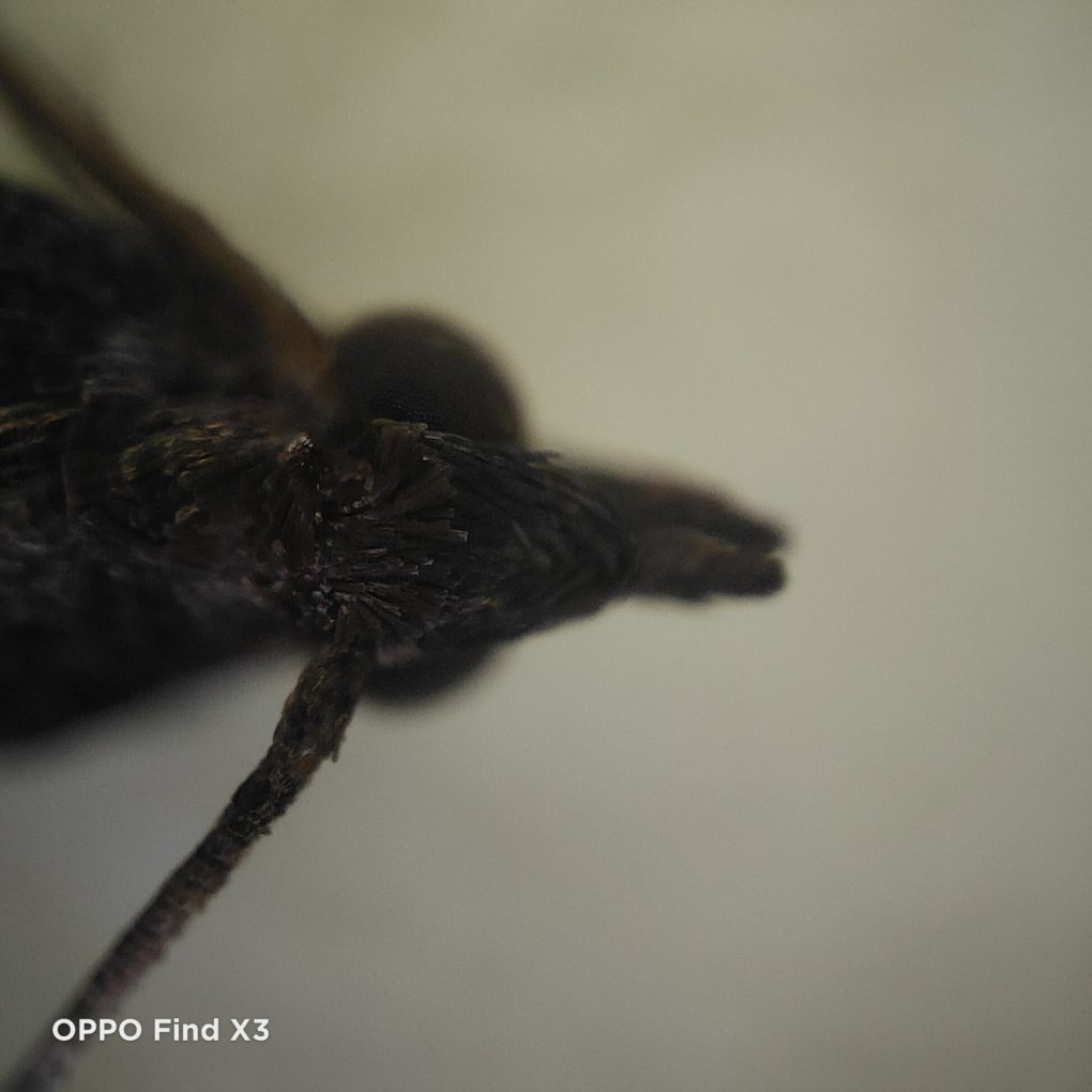 OPPO Find X3 microscope camera test photo