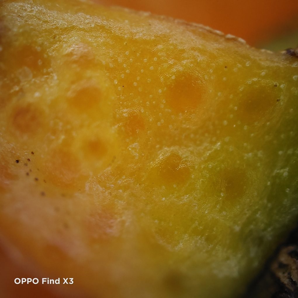 OPPO Find X3 microscope camera test photo