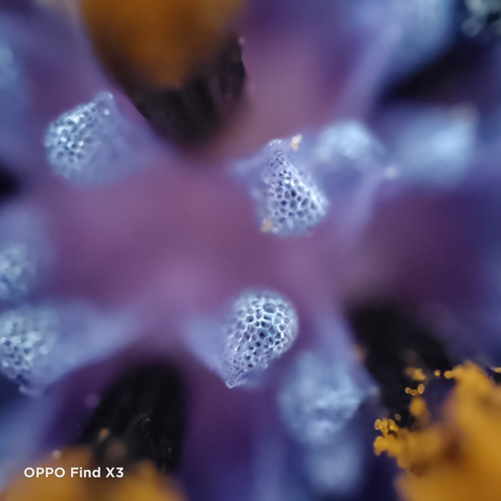 OPPO Find X3 Mikroskopkamera Testfoto