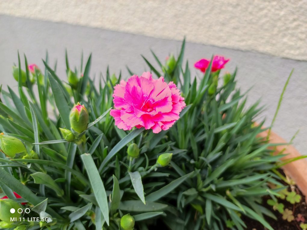 Xiaomi Mi 11 Lite 5G test photo